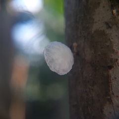 Marasmiellus candidus