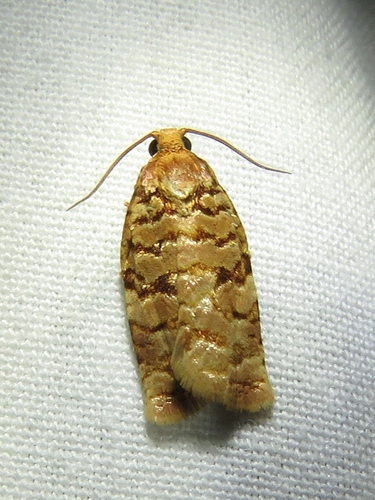 Georgia Archips Moth photo 2