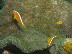 Amphiprion sandaracinos