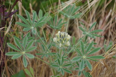 Lupinus densiflorus densiflorus