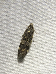 Chionodes bicostomaculella
