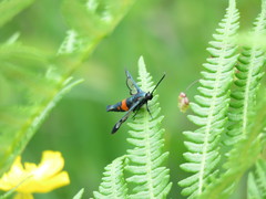 Synanthedon stomoxiformis
