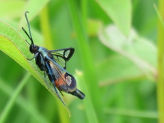 Synanthedon stomoxiformis