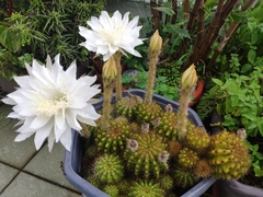 Echinopsis
