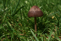 Panaeolus foenisecii