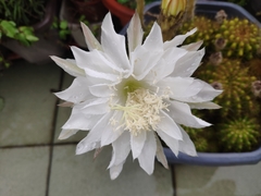 Echinopsis