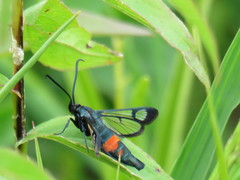 Synanthedon stomoxiformis