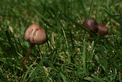 Panaeolus foenisecii