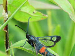 Synanthedon stomoxiformis
