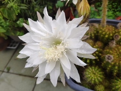 Echinopsis