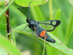 Synanthedon stomoxiformis