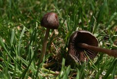 Panaeolus foenisecii