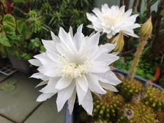 Echinopsis