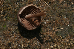 Panaeolus foenisecii