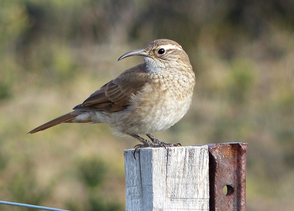Scale-throated Earthcreeper photo