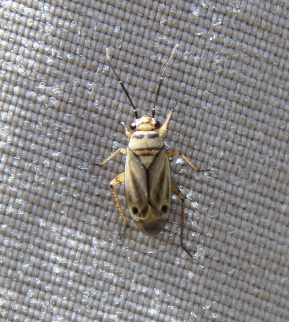 Phyllopidea