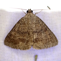 Matigramma pulverilinea