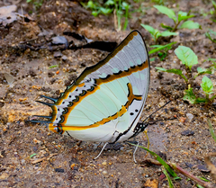 Polyura eudamippus
