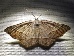 Eumacaria madopata