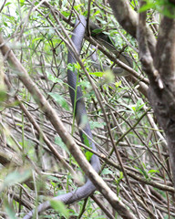 Coluber constrictor latrunculus