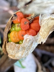 Arum maculatum