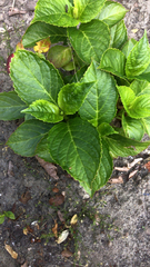 Hydrangea macrophylla