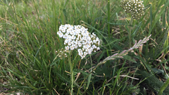 Achillea millefolium