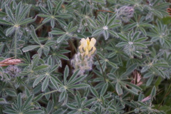 Lupinus densiflorus densiflorus