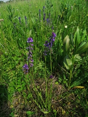 Polygala wolfgangiana