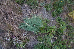 Lupinus densiflorus densiflorus