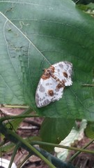 Abraxas amicula-illuminata