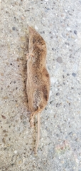 Sorex longirostris
