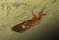 Ammatho cuneonotatus