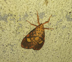 Ammatho cuneonotatus