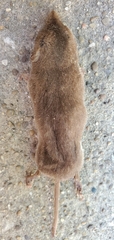 Sorex longirostris