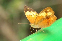 Cupha erymanthis lotis