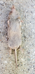 Sorex longirostris