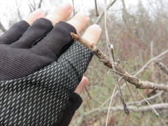 Toxicodendron vernix