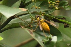 Vespa bicolor