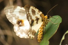 Abraxas amicula-illuminata