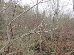 Toxicodendron vernix