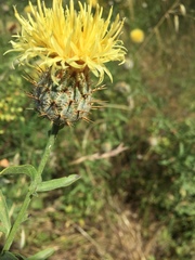 Centaurea collina