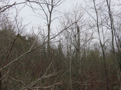 Toxicodendron vernix