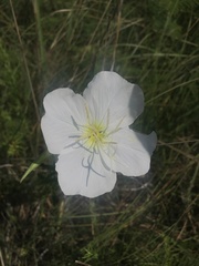 Oenothera tetraptera