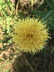 Centaurea collina