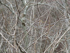 Toxicodendron vernix