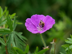 Anthophila