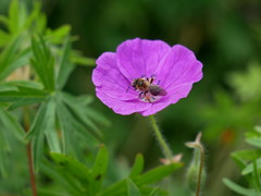 Anthophila