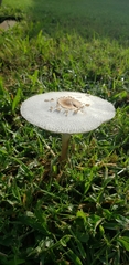 Chlorophyllum molybdites image