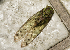 Tanna infuscata